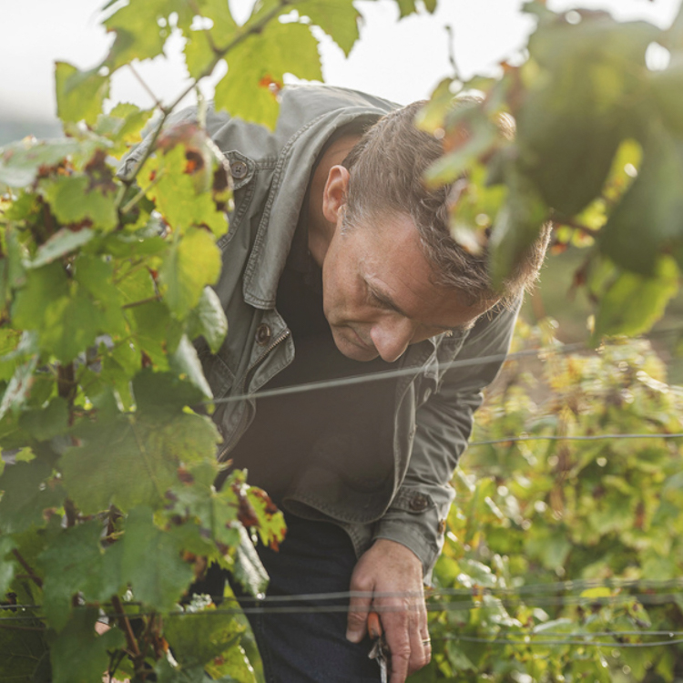 Sip the most exciting new names in Burgundy