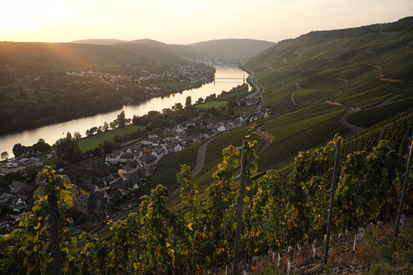 2016 German Auction Riesling Tutored Tasting, 2:30pm, Saturday, 9th June