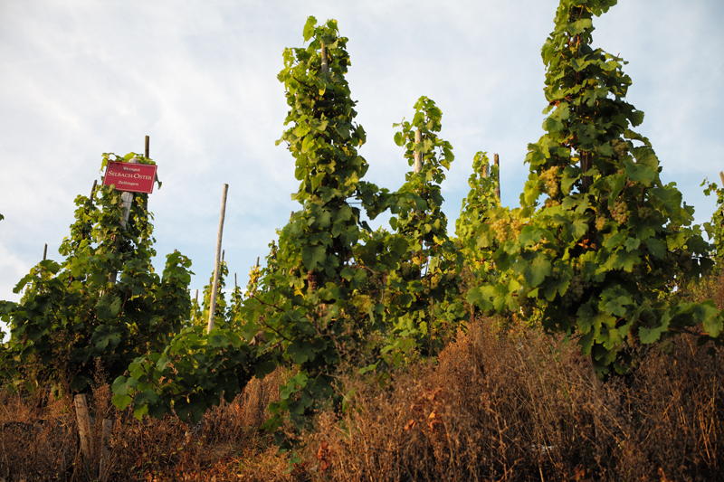 2016 German Auction Riesling Tutored Tasting, 2:30pm, Saturday, 9th June