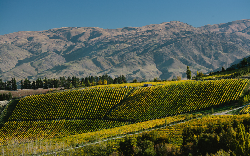 Burn Cottage - star New Zealand Pinot Noir dinner with Andy Crozier at Lai Bun Fu on Tuesday, 22nd May