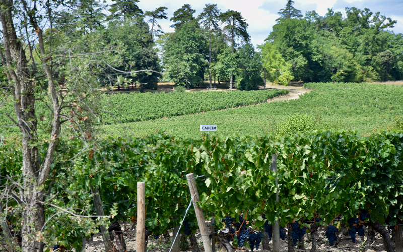 CALICEM St.-Emilion Jewel Winemaker Dinner, with Xavier Jean