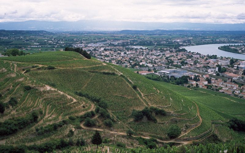 Domaine J-L Chave Hermitage Dinner, Wednesday, 14th March - Mature Vintages Back to the 1970s