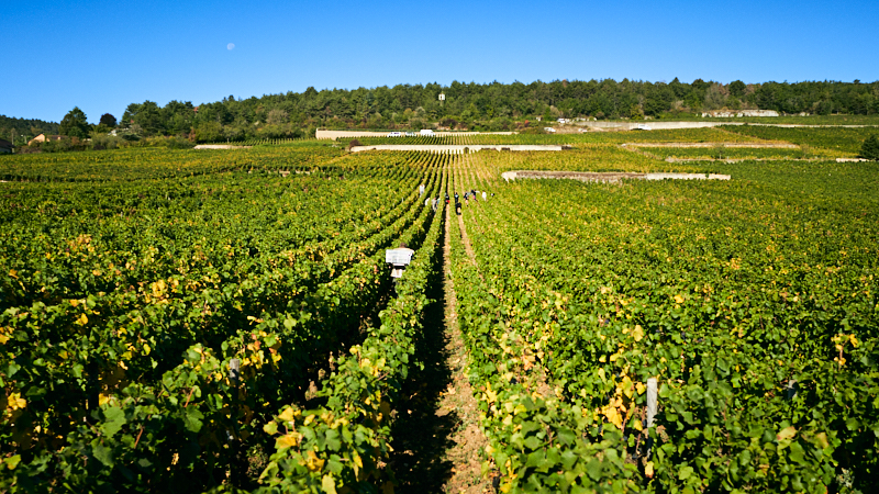 Burgundy 101 Saturday Tasting Series: Get to know the Charm of 1er Cru Chambolle-Musigny