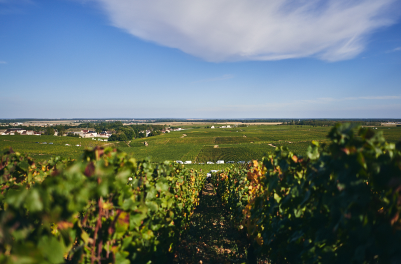 Burgundy 101: The Premier Crus of Vosne-Romanée