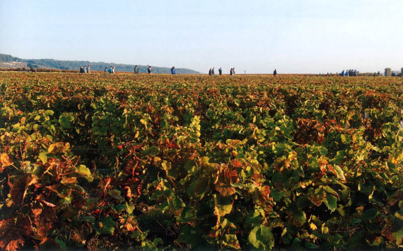 2019 BURGHOUND SYMPOSIUM SHANGHAI: 1990: Domaine Leroy &  Domaine de la Romanée-Conti Wine Dinner with special guest: Allen Meadows