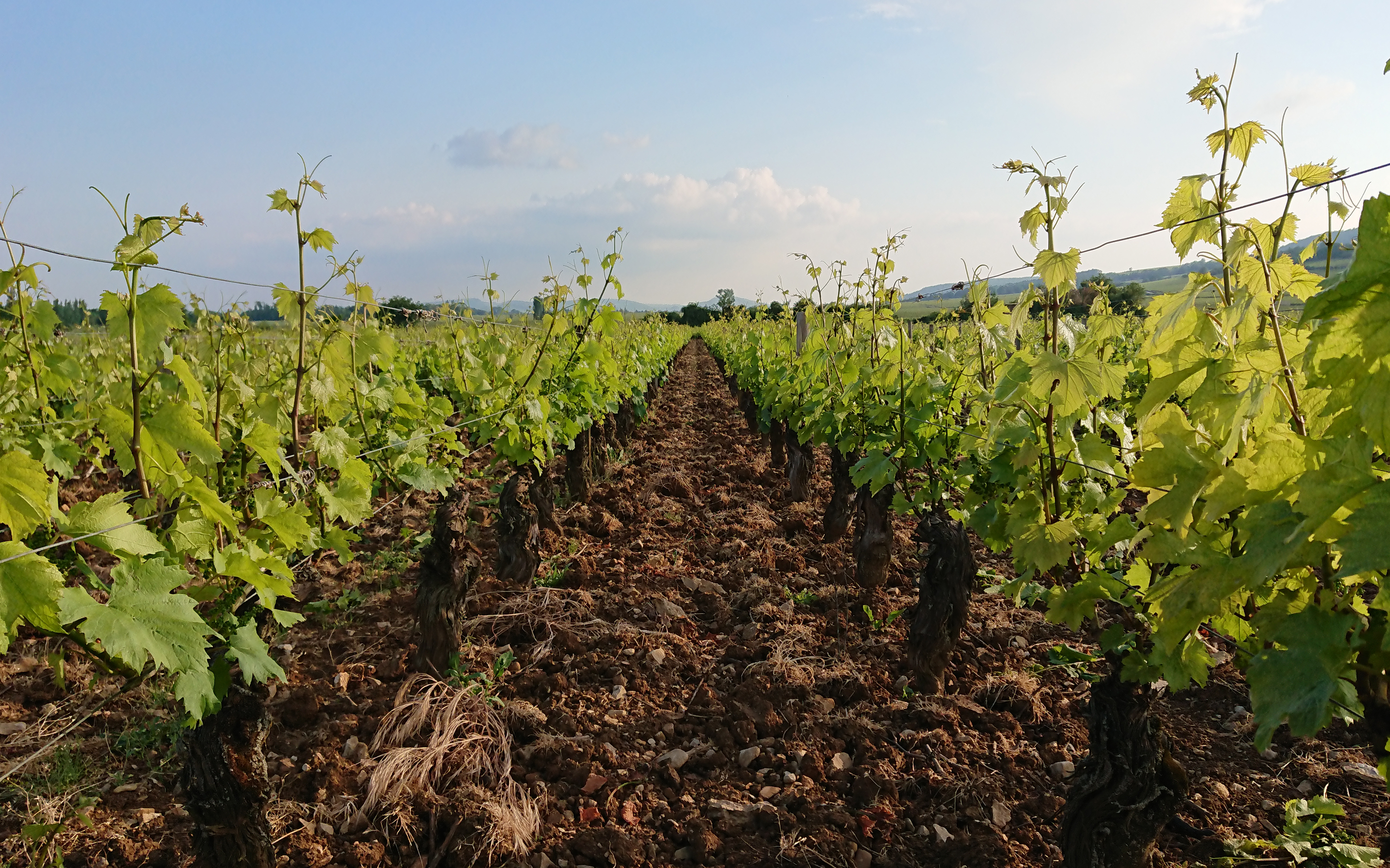 Unveiling the Terroirs Secrete of Burgundy- 解码勃艮第的神秘面纱 (中文讲解)