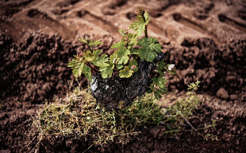 2019 BURGHOUND SYMPOSIUM HONG KONG: Masterclass with Edouard Parinet: Vertical of Château du Moulin-à-Vent ‘Champ de cour’ with special guest: Edouard Parinet