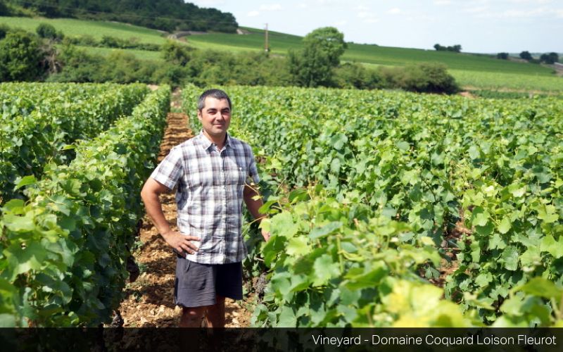 Domaine François Carillon and Domaine Coquard-Loison-Fleurot Winemaker Tasting on Thursday, 25 January 2018