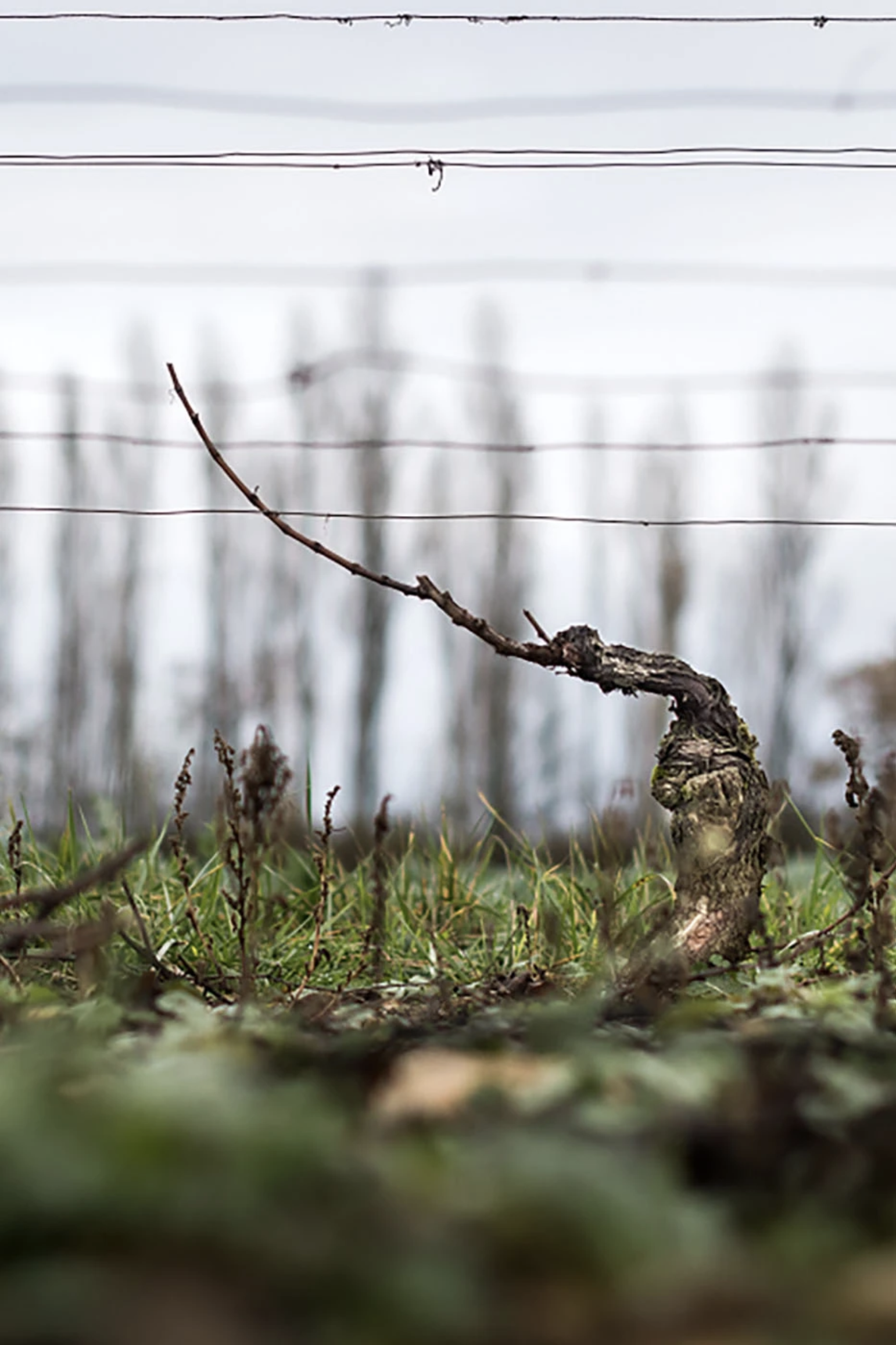 Virtual Masterclass with Armand Heitz of Domaine Heitz-Lochardet