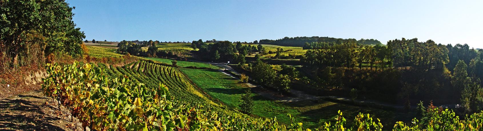 Fine Wine Friday: The Magic of Chenin Blanc from the Loire Valley