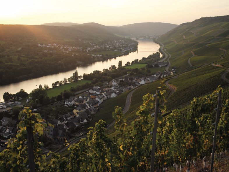 2015 German Auction Rieslings Tutored Tasting