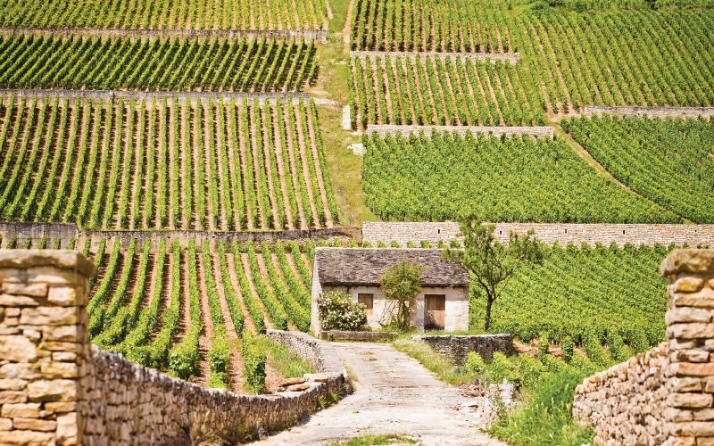 Domaine Bouchard Beaune-Greves 'L'enfant Jesus' Lunch