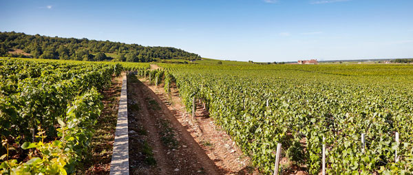 北京晚宴 | 勃艮第特级园的两大坑 Clos de Vougeot 与 Echezeaux  